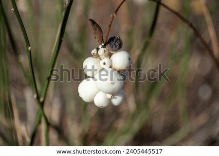 A type of snowberry, although its fruits are not edible, they are used for decoration. Royalty-Free Stock Photo #2405445517