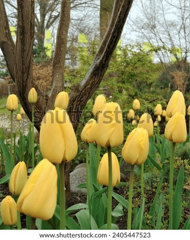 macro photo with decorative floral background of spring flowers of yellow tulip plants for landscaping and landscaping as a source for prints, posters, decor, interiors, advertising, wallpaper