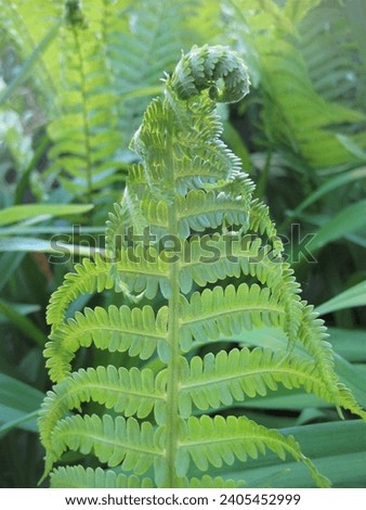 macro photo with a decorative natural background of grass with a young leaf of a fern plant for landscape design as a source for prints, posters, decor, interiors, advertising, decoration, wallpaper