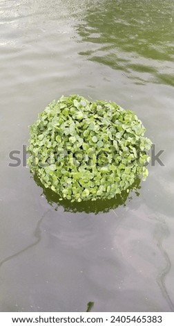 green leaf rounded at water somewhere place in indonesia