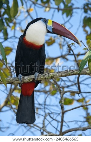 wild toucan from Canaima venezuela