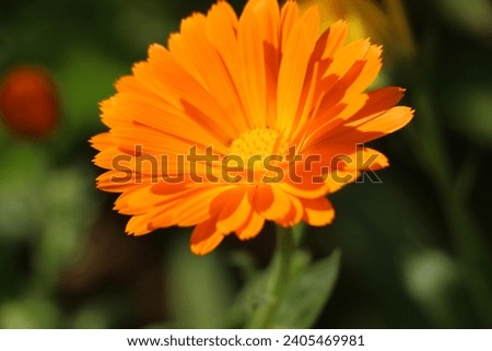Calendula stellata is a species of flowering plant in the marigold genus Calendula, family Asteraceae.
