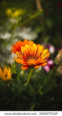 A picture of an orange flower with green herbs, flowers and roses behind it, with a charming and beautiful view 
