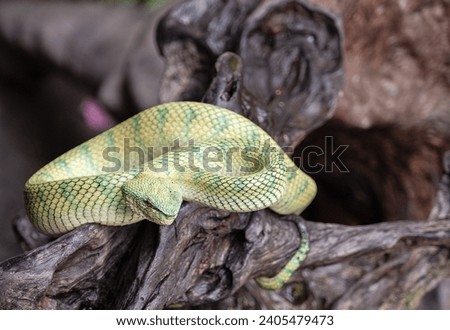 The Bornean keeled green pit viper or North Philippine temple pit viper (Tropidolaemus subannulatus)
Clinical Effects
General: Dangerousness
Unknown, but potentially lethal envenoming Royalty-Free Stock Photo #2405479473