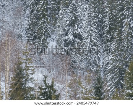 A magical winter forest in the mountains of the Ukrainian Carpathians. New Year and Christmas. Branches of olives in the snow.