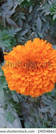 Marigold

Tagetes is used for digestive tract problems including poor appetite, gas, stomach pain, colic, intestinal worms, and dysentery.  

