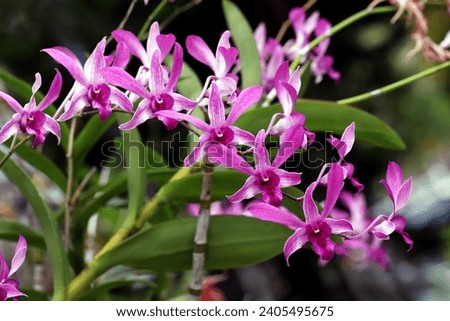 Close up of blooming pink orchid flowers with green leaves background 