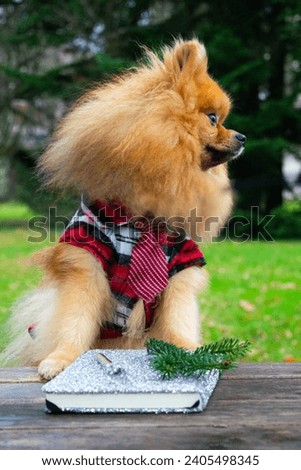 
Fashionable, glamorous Pomeranian dog stands with two paws on a table in a sunny meadow in a plaid shirt and tie. Comic photo. There is a shiny notebook and pen on the table. The dog writes letters