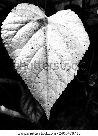 Black and white photo of leaf