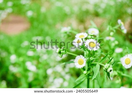 Field of daisy flowers in sunlight,Blooming chamomile on the field ,Wild daisy flowers blooming in meadow.