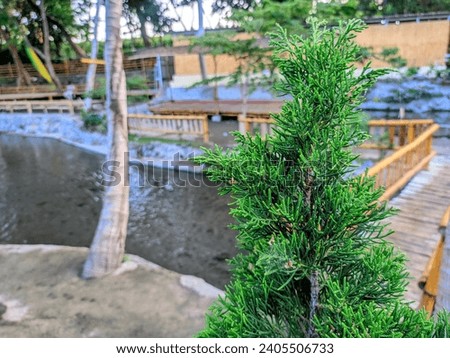 Cupressus sempervirens or pencil pine cultivated for its tall, slender shape, making it resemble a pencil, hence the name. Royalty-Free Stock Photo #2405506733