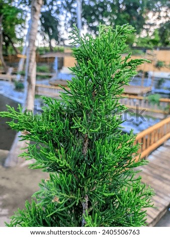 Cupressus sempervirens or pencil pine cultivated for its tall, slender shape, making it resemble a pencil, hence the name. Royalty-Free Stock Photo #2405506763