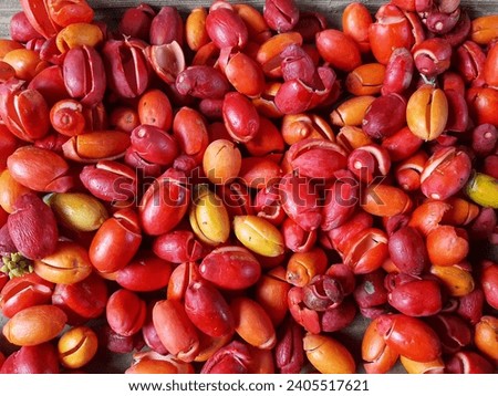 close up picture of fresh melinjo or gnetum gnemon skin