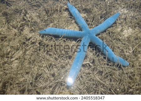 A blue starfish at Beras Basah Beach