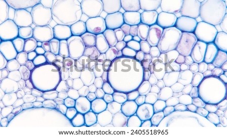 Close up photo of Zea mays (corn) stele and cortex. You can see endodermis, pericycle, phloem, xylem, and pith here Royalty-Free Stock Photo #2405518965