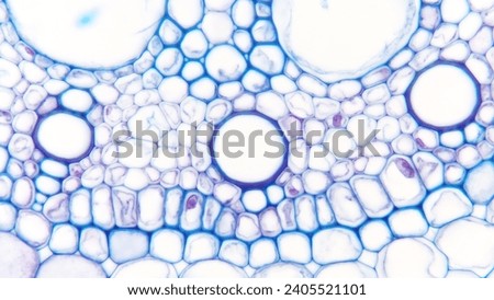 Close up photo of Zea mays (corn) stele and cortex. You can see endodermis, pericycle, phloem, xylem, and pith here Royalty-Free Stock Photo #2405521101