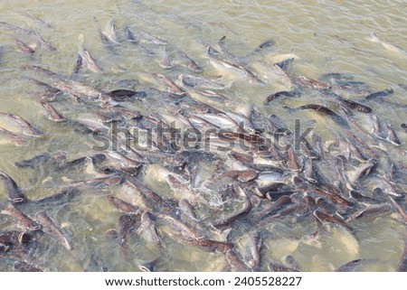 Swai fish in river eating food from people.pictures of moments of a lot of fish.