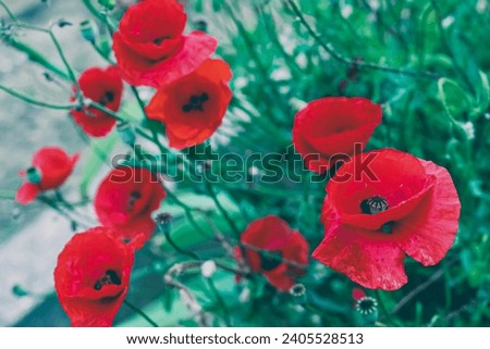 Beautiful poppies in bloom. Vibrant colors. 