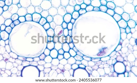 Close up photo of Zea mays (corn) root xylem tissue. Monocot cross section Royalty-Free Stock Photo #2405536077