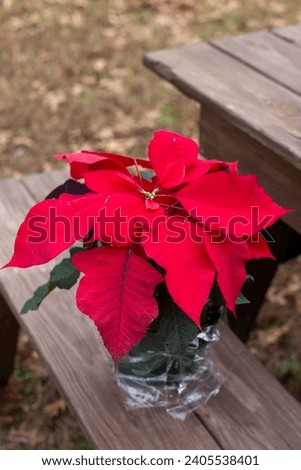 A picture of an outdoor red poinsettia plant