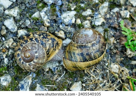 Close up of garden snails (Cornu aspersum) mating in the rain
 Royalty-Free Stock Photo #2405540105