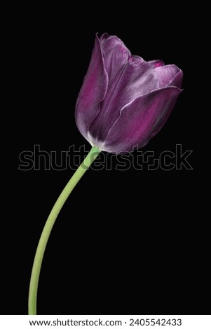 Violet glowing tulip on a black background macro photography.