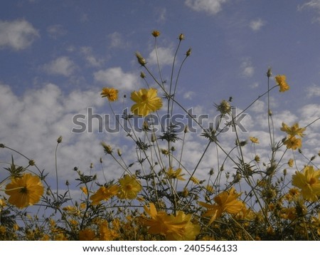 Keep calm with yellow flower under  blue sky.
