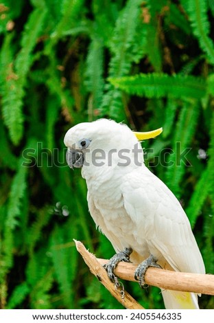 Cockatoo bird or Sulphur crested cockatoo with green leaves background