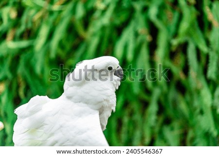 Cockatoo bird or Sulphur crested cockatoo with green leaves background