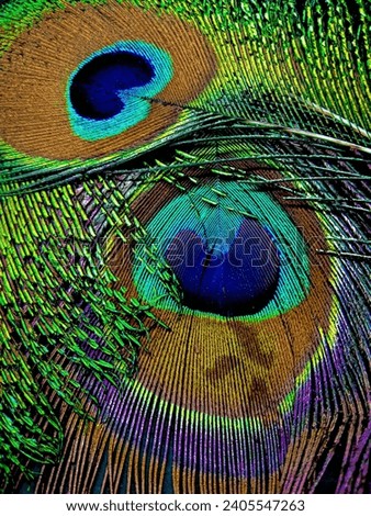 A pair of very colorful natural Peacock feather.