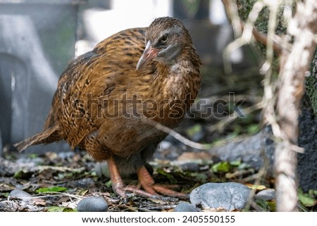 The weka (Gallirallus australis) is a flightless bird species of the rail family. It is endemic to New Zealand.
They are sturdy brown birds, about the size of a chicken. Royalty-Free Stock Photo #2405550155
