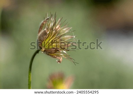 close-up of a withered pasqueflower (pulsatilla vulgaris) in the sun with blurry background Royalty-Free Stock Photo #2405554295