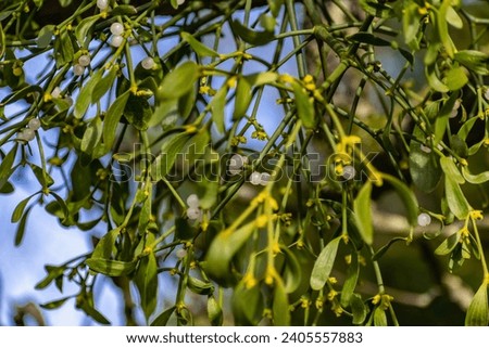 Branch of mistletoe with white berries, viscum album