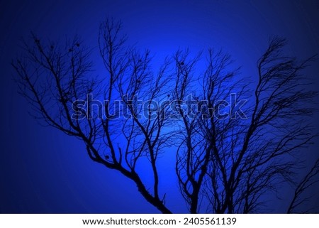 Leafless tree branches silhouette. Black and blue. Natural tree branches silhouette on a blue background. Darkness. Trees silhouettes on blue. Nature background. Leafless tree branches