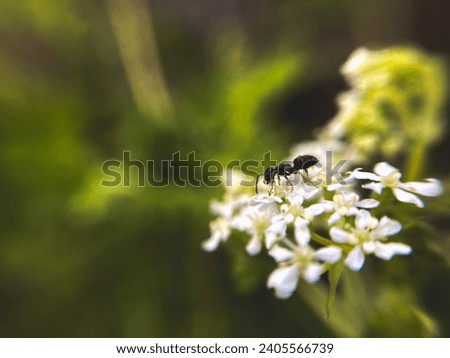 macro photo of an ant crawling on a white small flower among wild greenery