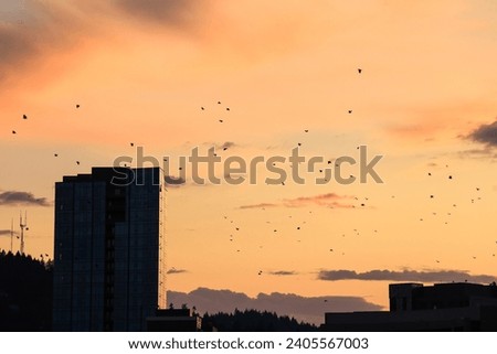Sunset with Birds in the Sky Portland Oregon