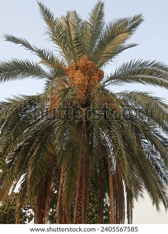 The beautiful date palm tree, scientifically known as Phoenix dactylifera, is a majestic and iconic tree that holds a significant place in various cultures and landscapes around the world. Native to t Royalty-Free Stock Photo #2405567585
