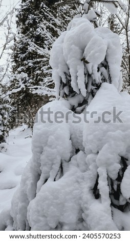 Breathtaking winter landscape: majestic fir trees stand, decorated with a virgin layer of snow. The tranquility of nature and the festive atmosphere create an atmosphere of magic and celebration.