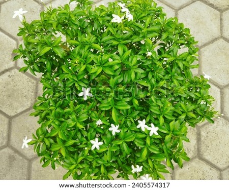 Tabernaemontana divaricata or white mondokaki flower is a flora originating from India that has spread to Southeast Asia and the tropics. In Indonesia, this plant is known as mondokaki