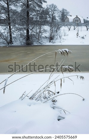 Winter landscape in Sweden, Panicles of reeds bowed under the weight of snow near the half-frozen Svartan river in Västerås Royalty-Free Stock Photo #2405575669