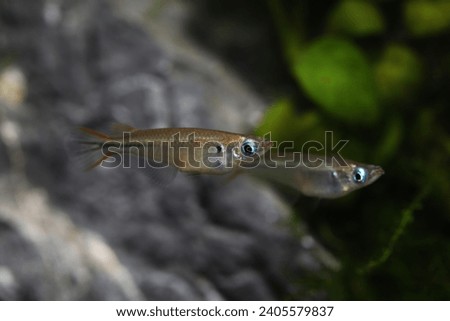 Pair of Pectoral fin spot ricefish (Oryzias pectoralis) or Chinese Medaka Royalty-Free Stock Photo #2405579837