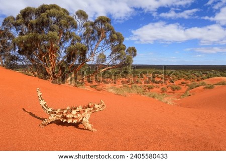 Thorny devils are found in the arid and semi-arid regions of Western Australia, the Northern Territory and western South Australia. Royalty-Free Stock Photo #2405580433