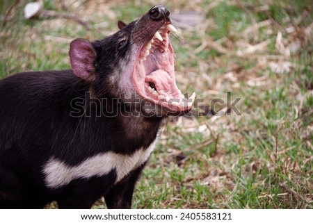 The ferocious jaws of a Tasmanian devil. Royalty-Free Stock Photo #2405583121