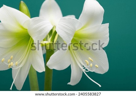 Amaryllis. White amaryllis flower close-up Royalty-Free Stock Photo #2405583827