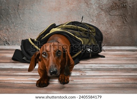 Red dachshund dog lies in a backpack