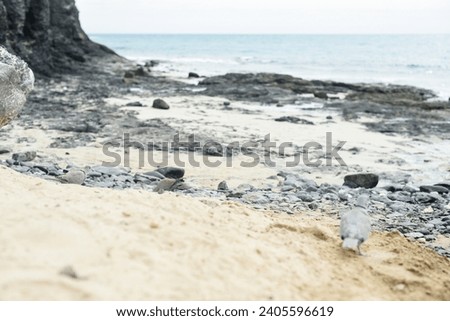Bird in the sandy beach in winter break resort holiday Spain Canary Island beautiful view landscape background wallpaper stock image website travel blog social media content light and airy brand photo