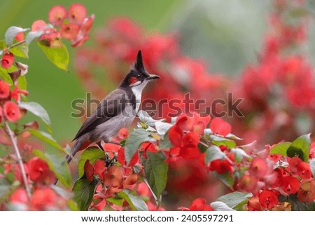 Red-whiskered bulbul on red flower. red-whiskered bulbul, or crested bulbul, is a passerine bird native to Asia. this photo was taken from Bangladesh. Royalty-Free Stock Photo #2405597291