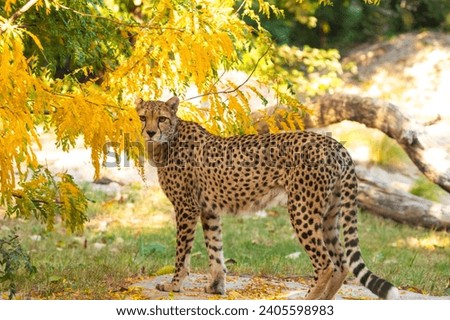 Close-up of cheetah Acinonyx jubatus. large beautiful spotted cat stands next to bush with yellow leaves. Bright natural background