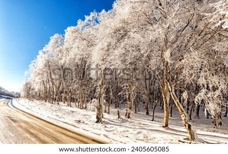 Road in the mountains of Dagestan. On the edge of the road there is a beautiful forest, the tree branches are covered with ice. The bright winter sun illuminates the treetops