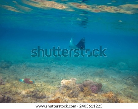 Eagle ray in the expanses of the coral reef of the Red Sea